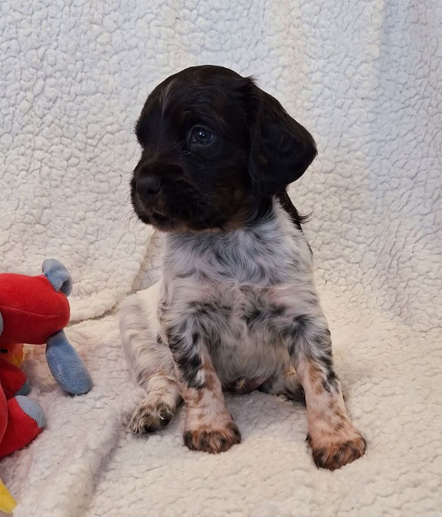 chiot Epagneul Breton De La Forêt De Rose Max