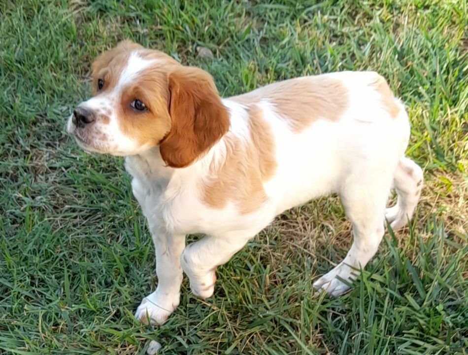 chiot Epagneul Breton De La Forêt De Rose Max