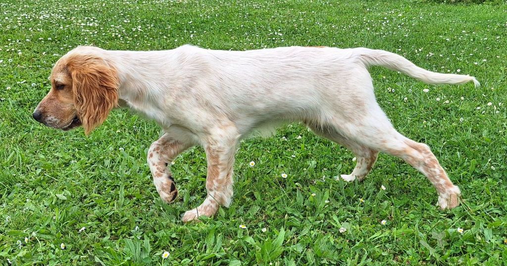 chiot Setter Anglais De La Forêt De Rose Max