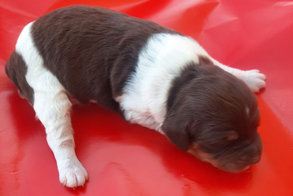 chiot Epagneul Breton De La Forêt De Rose Max