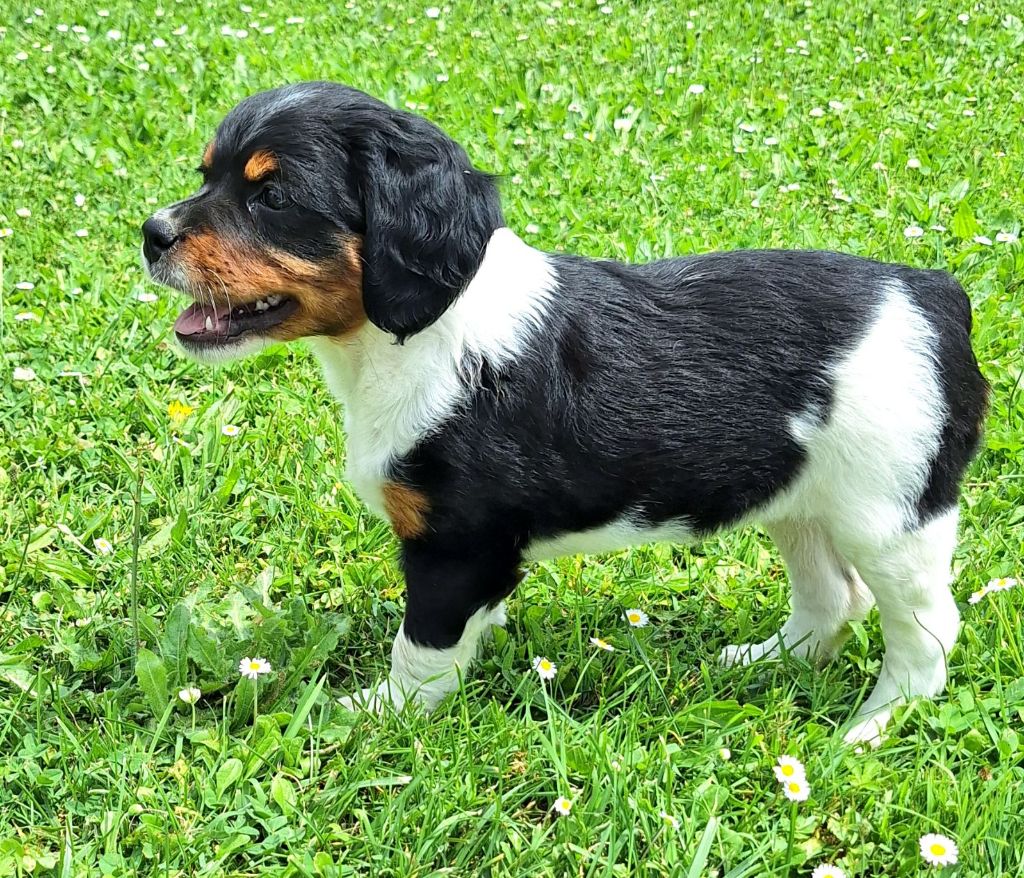 chiot Epagneul Breton De La Forêt De Rose Max