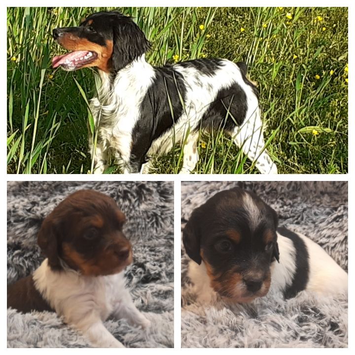 chiot Epagneul Breton De La Forêt De Rose Max