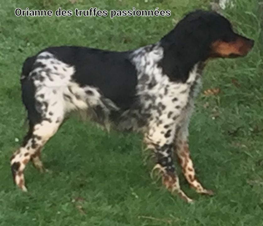 Orianne des truffes passion