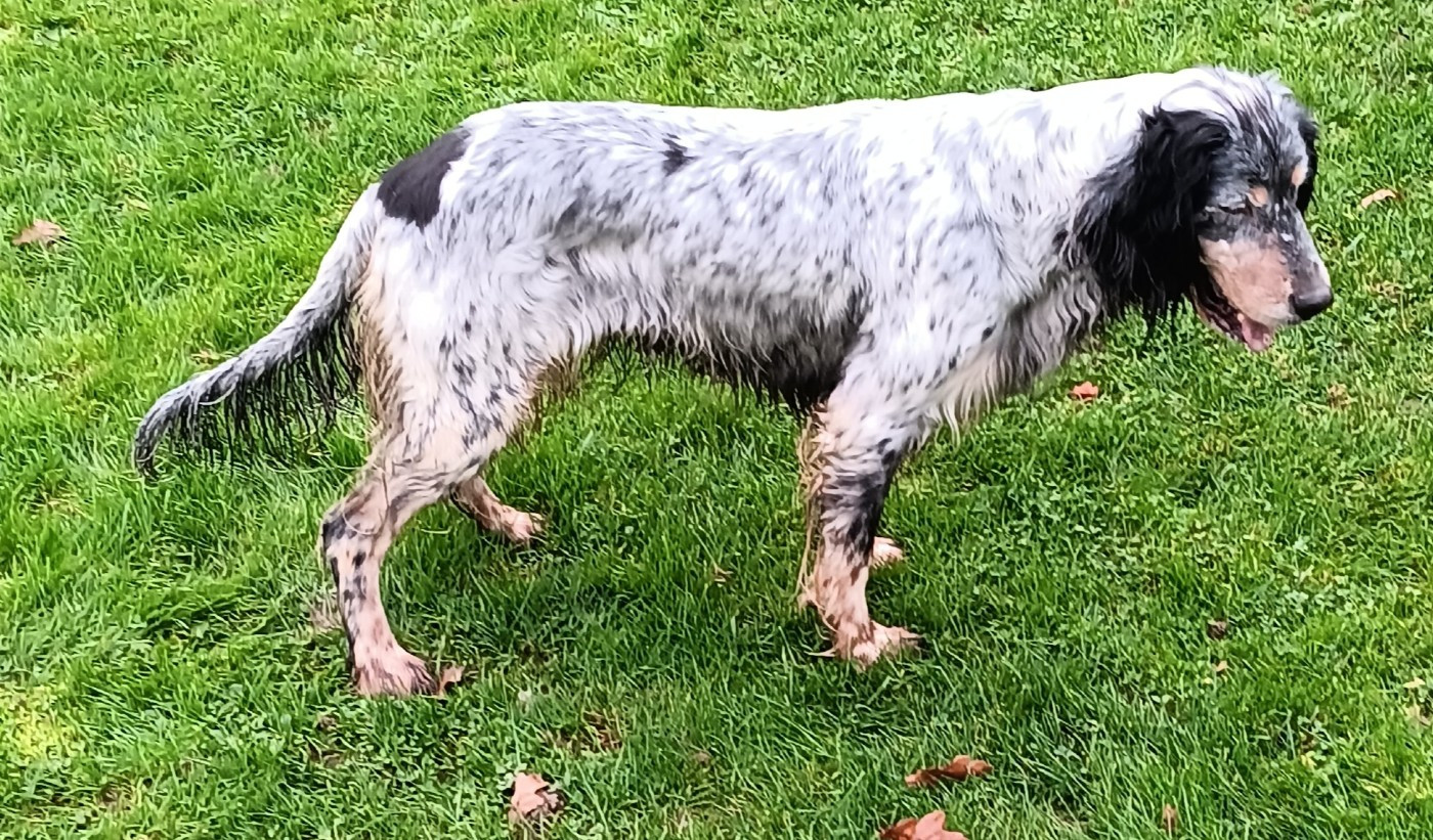 Saga De La Forêt De Rose Max