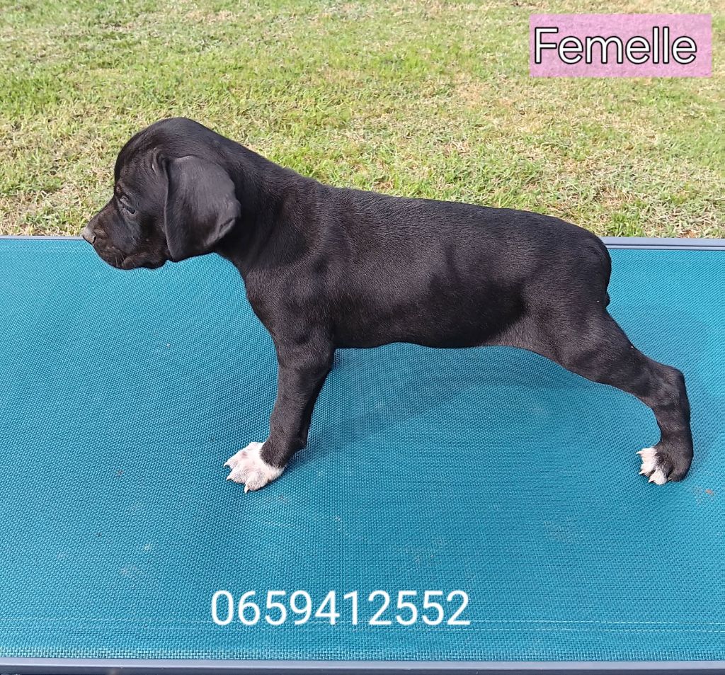 De La Forêt De Rose Max - Chiots disponibles - Pointer