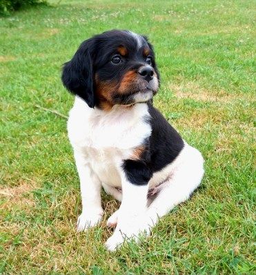 De La Forêt De Rose Max - Chiots disponibles - Epagneul Breton