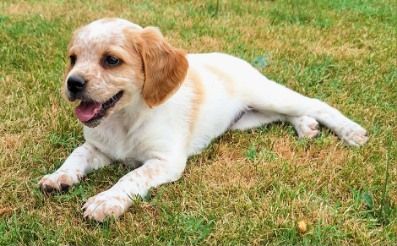 De La Forêt De Rose Max - Chiots disponibles - Epagneul Breton