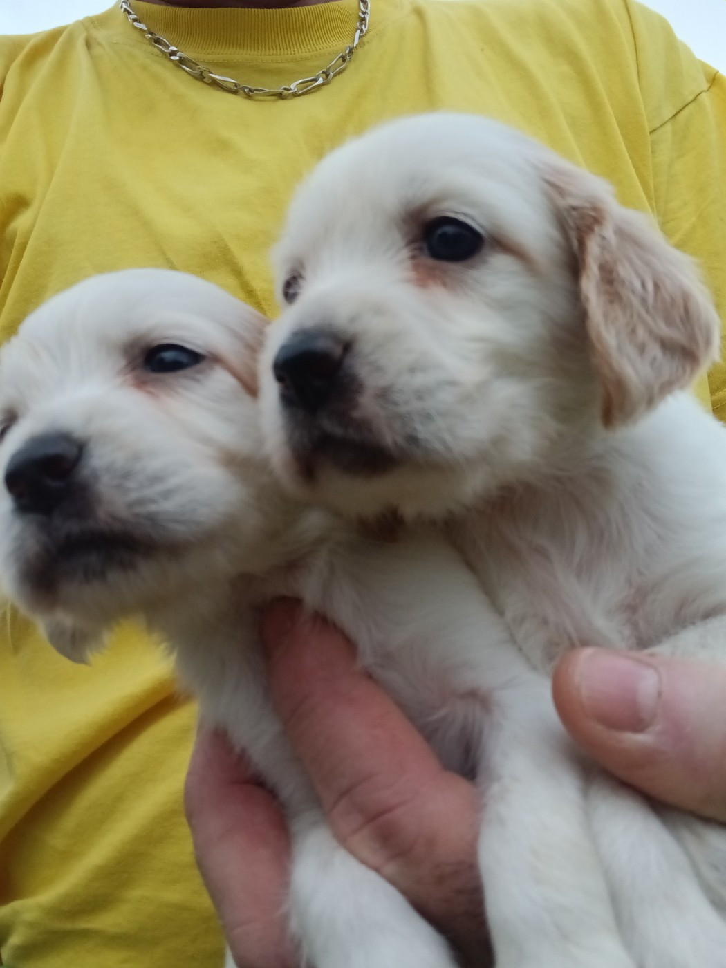De La Forêt De Rose Max - Chiots disponibles - Setter Anglais