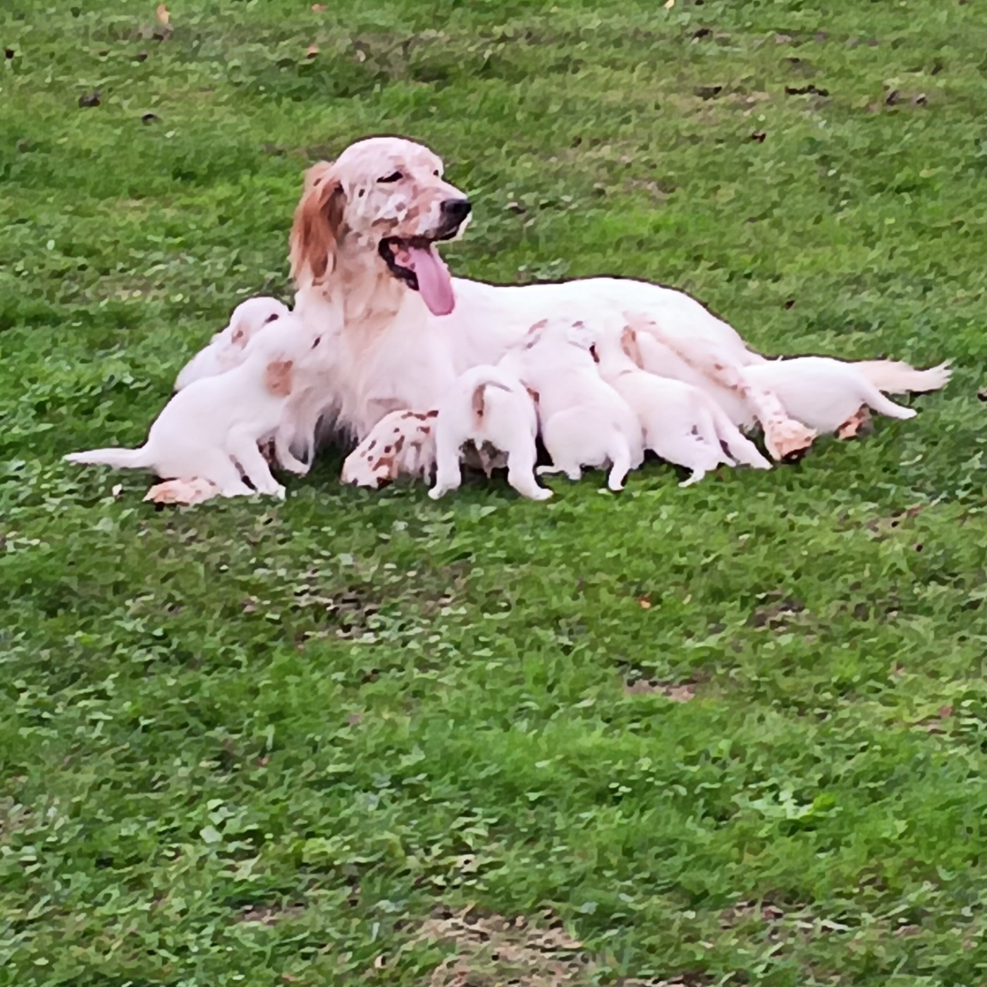 Chiot Setter Anglais De La Forêt De Rose Max