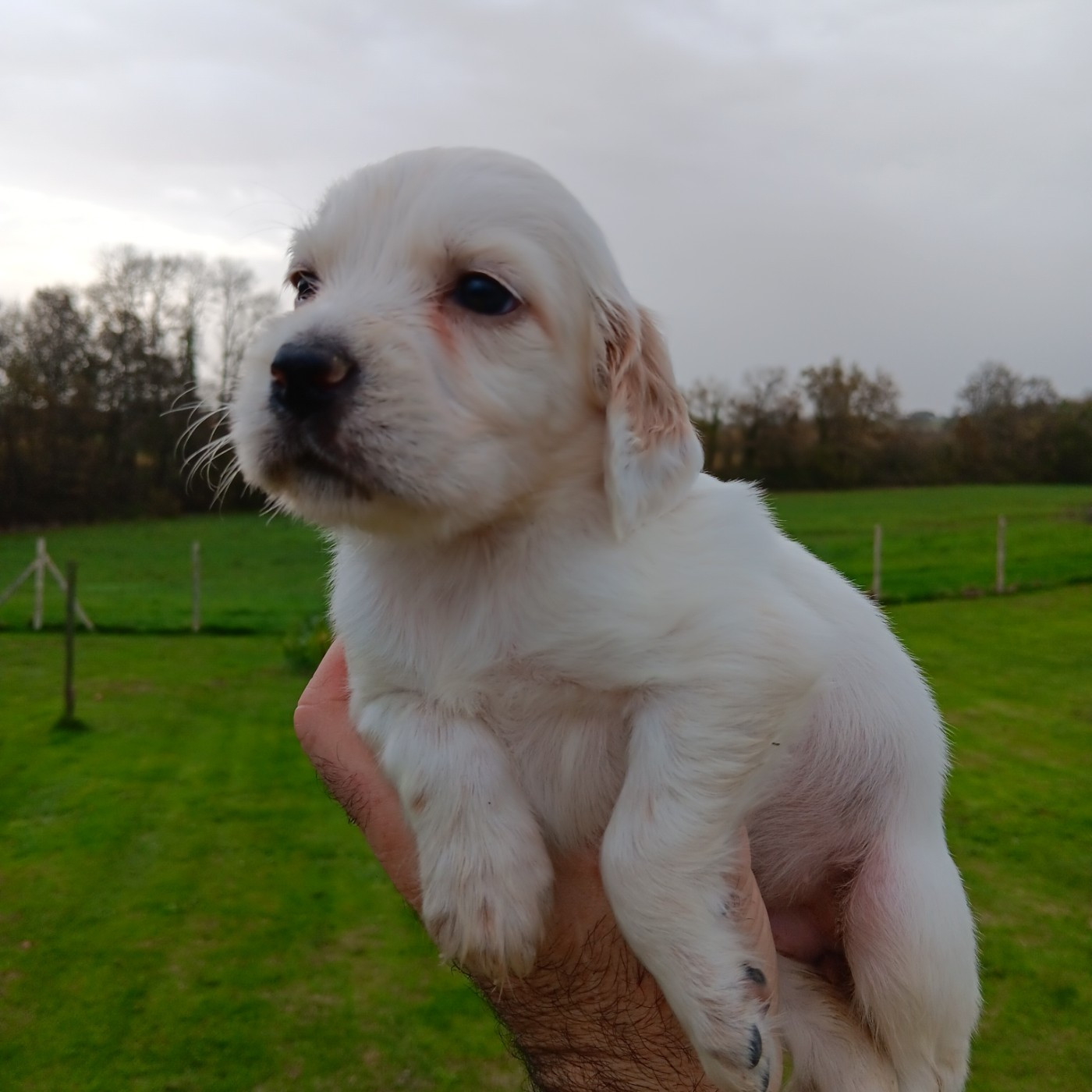 De La Forêt De Rose Max - Chiots disponibles - Setter Anglais