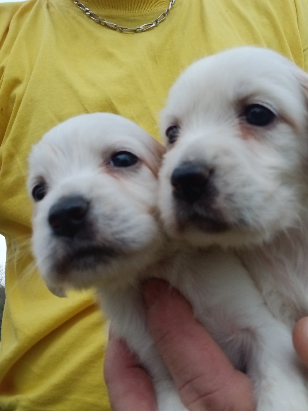 De La Forêt De Rose Max - Chiots disponibles - Setter Anglais