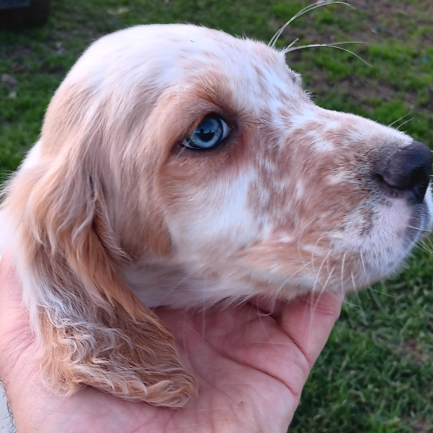 De La Forêt De Rose Max - Chiots disponibles - Setter Anglais