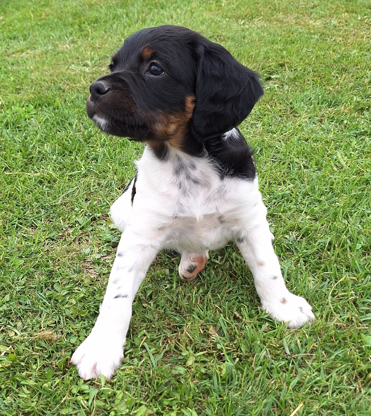 De La Forêt De Rose Max - Chiots disponibles - Epagneul Breton