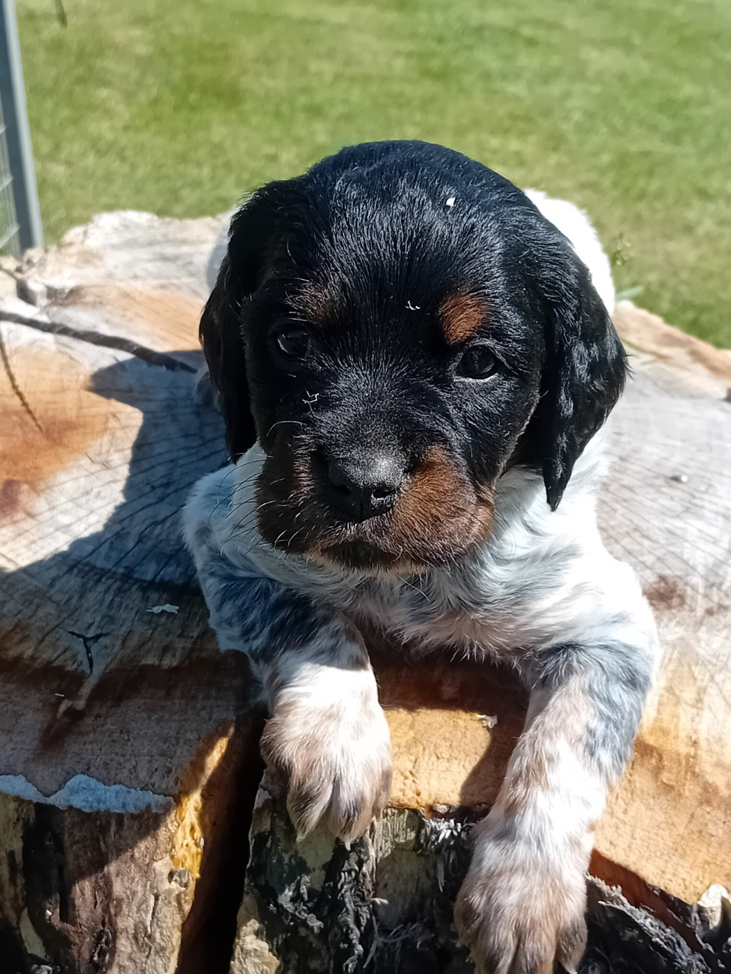 De La Forêt De Rose Max - Chiots disponibles - Epagneul Breton