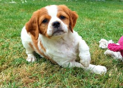 De La Forêt De Rose Max - Chiots disponibles - Epagneul Breton