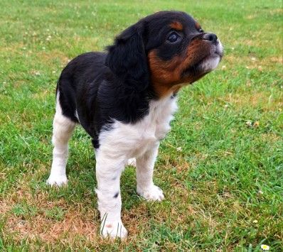 De La Forêt De Rose Max - Chiots disponibles - Epagneul Breton