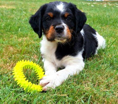 De La Forêt De Rose Max - Chiots disponibles - Epagneul Breton