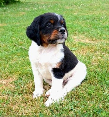 CHIOT 2