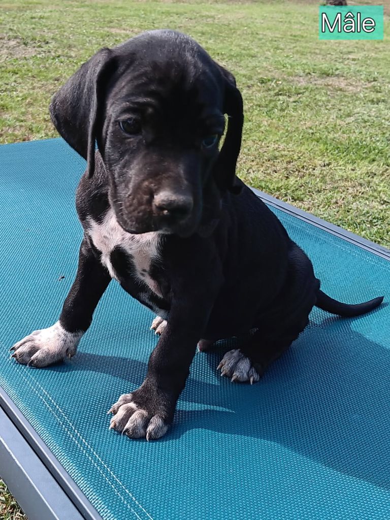 De La Forêt De Rose Max - Chiots disponibles - Pointer