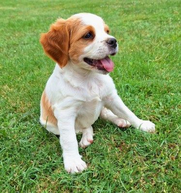 De La Forêt De Rose Max - Chiots disponibles - Epagneul Breton